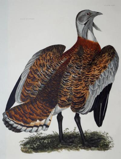  PRIDEAUX JOHN SELBY PRIDEAUX JOHN SELBY 1788 1867 MALE BUSTARD PLT LXIV