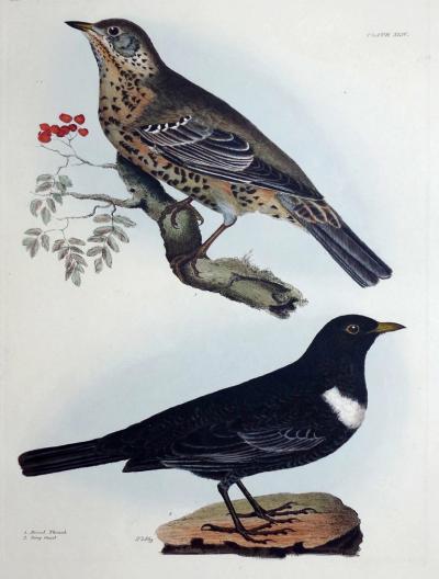  PRIDEAUX JOHN SELBY PRIDEAUX JOHN SELBY 1788 1867 MISSEL THRUSH RING OUZEL PLT XLIV