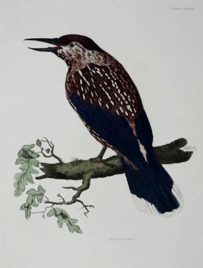  PRIDEAUX JOHN SELBY PRIDEAUX JOHN SELBY 1788 1867 NUTCRACKER PLT XXXIII