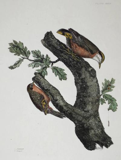  PRIDEAUX JOHN SELBY PRIDEAUX JOHN SELBY 1788 1867 NUTHATCH CREEPER PLT XXXIX