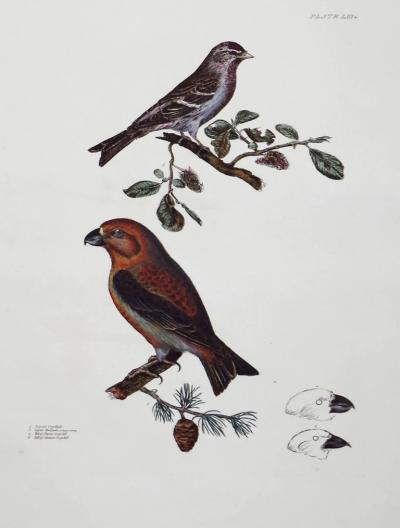  PRIDEAUX JOHN SELBY PRIDEAUX JOHN SELBY 1788 1867 PARROT CROFSBILL LEFSER REDPOLE PLT LIII