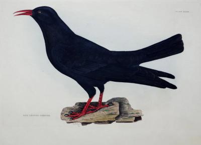  PRIDEAUX JOHN SELBY PRIDEAUX JOHN SELBY 1788 1867 RED LEGGED CHOUGH PLT XXXIII