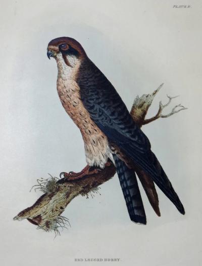  PRIDEAUX JOHN SELBY PRIDEAUX JOHN SELBY 1788 1867 RED LEGGED HOBBY PLT B