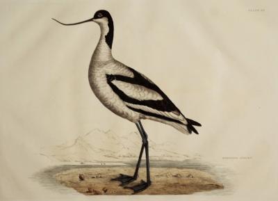  PRIDEAUX JOHN SELBY PRIDEAUX JOHN SELBY 1788 1867 SCOOPING AVOCET PLT XX