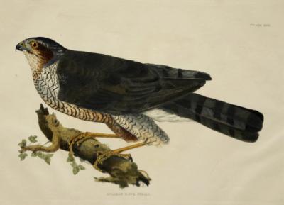  PRIDEAUX JOHN SELBY PRIDEAUX JOHN SELBY 1788 1867 SPARROW HAWK FEMALE PLT XIII