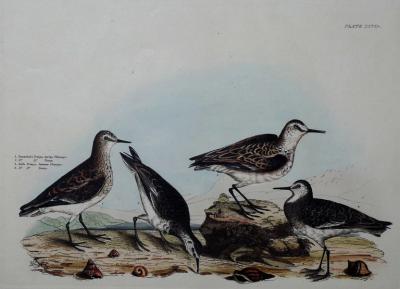  PRIDEAUX JOHN SELBY TEMMINCKS TRINGA SPRING PLUMAGE LITTLE TRINGA SUMMER PLUMAGE PLT XXVII