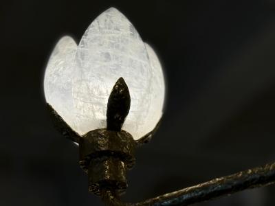  Phoenix Gallery Bespoke MAGNOLIA Chandelier By Phoenix