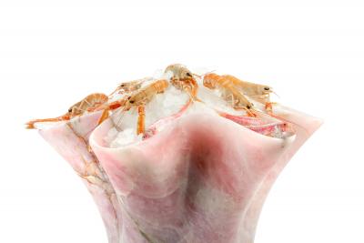  Pieruga Marble Large vase Sculpture in Rose Quartz carved by hand in Italy