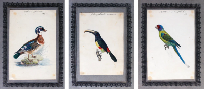  RICHARD POLYDORE NODDER A COLLECTION OF ORNITHOLOGICAL WATERCOLORS