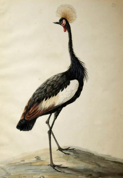  SARAH STONE SARAH STONE BRITISH C 1760 1844 GREY CROWNED CRANE