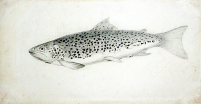  SIR WILLIAM JARDINE SIR WILLIAM JARDINE SCOTTISH 1800 1874 THE BRITISH SALMONIDAE
