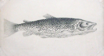  SIR WILLIAM JARDINE SIR WILLIAM JARDINE SCOTTISH 1800 1874 THE BRITISH SALMONIDAE