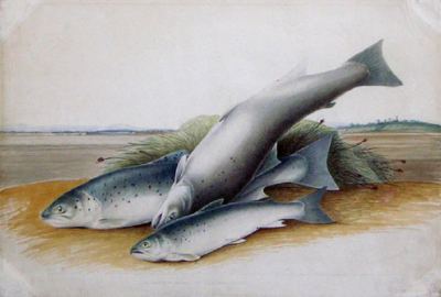  SIR WILLIAM JARDINE SIR WILLIAM JARDINE SCOTTISH 1800 1874 THE BRITISH SALMONIDAE