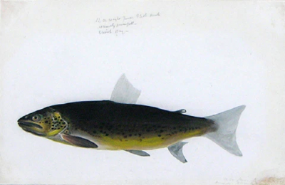  SIR WILLIAM JARDINE SIR WILLIAM JARDINE SCOTTISH 1800 1874 THE BRITISH SALMONIDAE
