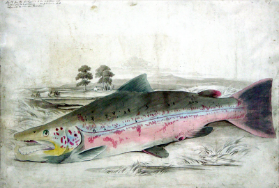  SIR WILLIAM JARDINE SIR WILLIAM JARDINE SCOTTISH 1800 1874 THE BRITISH SALMONIDAE