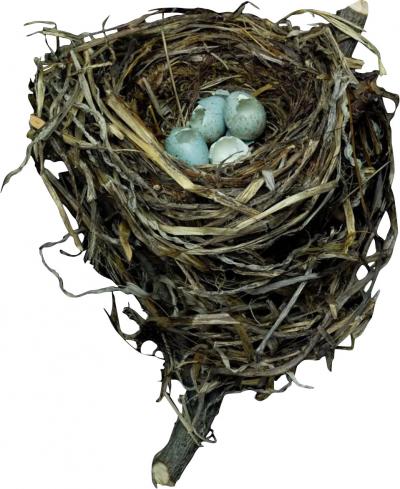  Sharon Beals Sharon Beals Lithograph of a Swainsons Thrush Nest