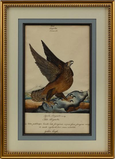  WILLIAM GOODALL GOLDEN EAGLE BY WILLIAM GOODALL WATERCOLOR AND INK DRAWING