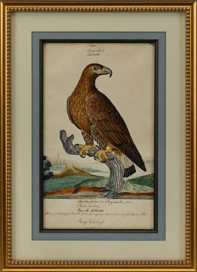  WILLIAM GOODALL RING TAIL EAGLE BY WILLIAM GOODALL WATERCOLOR AND INK DRAWING