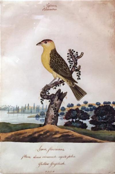  WILLIAM GOODALL WILLIAM GOODALL 1757 1844 YELLOWHAMMER