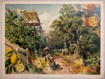  Wachsmuth F E WACHSMUTH CITRONE SCENE SHOWING CITRUS HARVESTING 