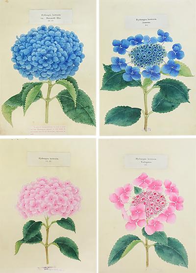  Yokohama Nursery Co Ltd Four lithographs of Hydrangeas 