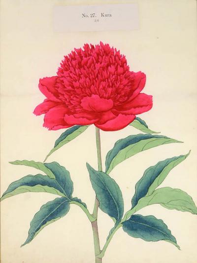  Yokohama Nursery Co Ltd Rare Hardy Japanese Peony