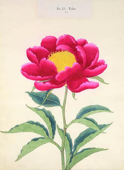  Yokohama Nursery Co Ltd Rare Hardy Japanese Peony