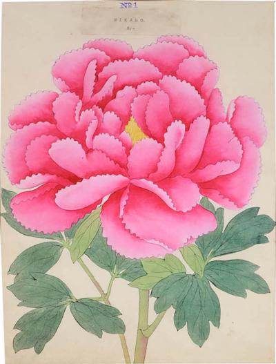  Yokohama Nursery Co Ltd Rare Hardy Japanese Peony