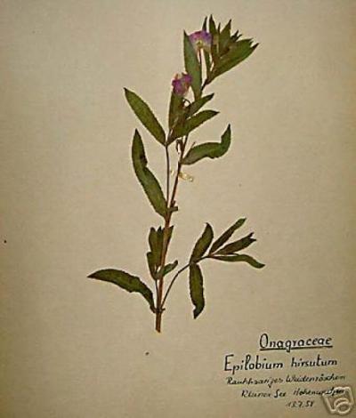 120 French Early 20th Century Pressed Botanical Specimens