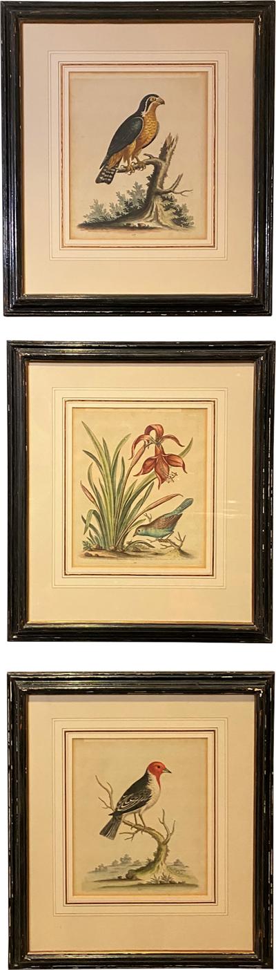 Set of Three Framed 18th Century Hand Colored Bird Copper Engravings 