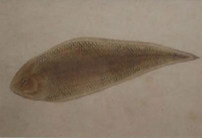 18th C Chinese Export Pen and Ink Drawing of a Flounder