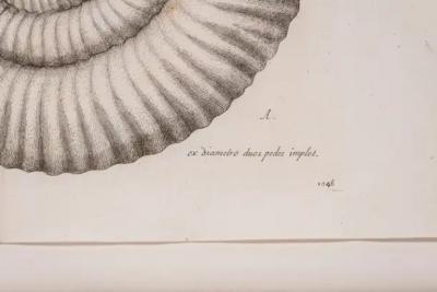 18th Century Copper Engraving by Lister