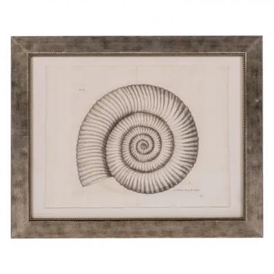 18th Century Copper Engraving by Lister