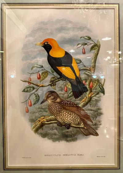 19Th Century Pair of Colored Lithographs Birds Custom Framed Signed and Dated