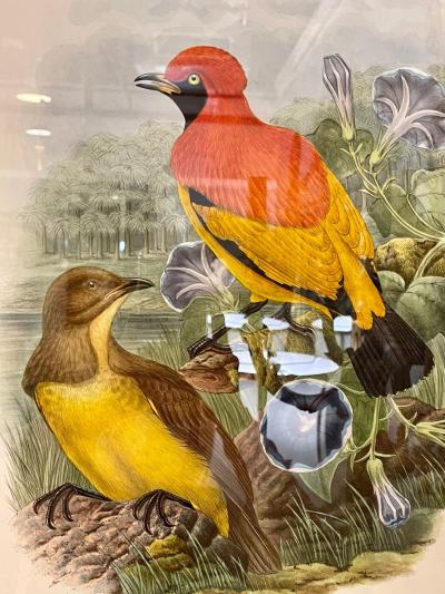 19Th Century Pair of Colored Lithographs Birds Custom Framed Signed and Dated
