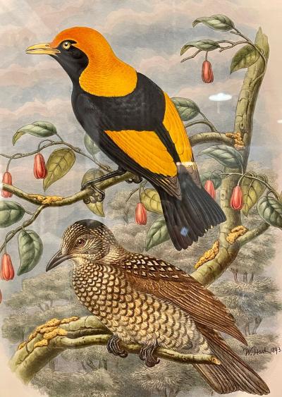 19Th Century Pair of Colored Lithographs Birds Custom Framed Signed and Dated