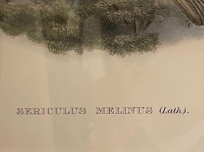 19Th Century Pair of Colored Lithographs Birds Custom Framed Signed and Dated