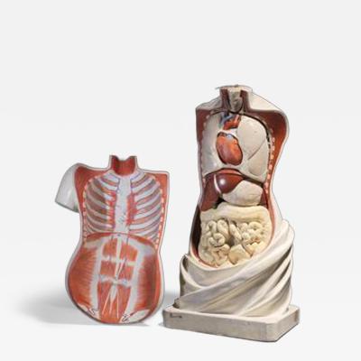 19th C Anatomical Didactic Model of a Torso with Removable Organs developed