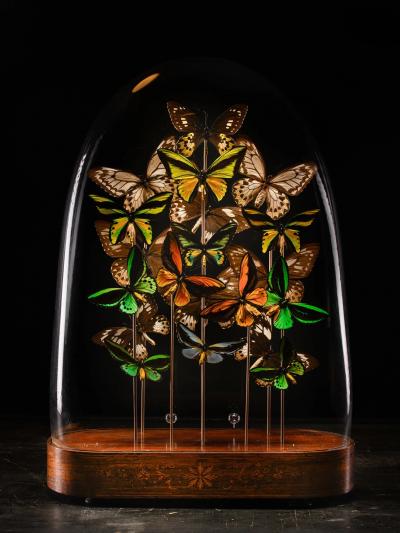 19th C Victorian Butterfly Dome