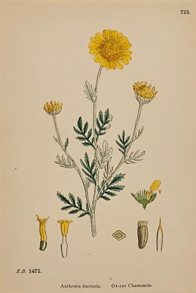 19th Century Cottage Botanical Print of Ox eye Chamomile