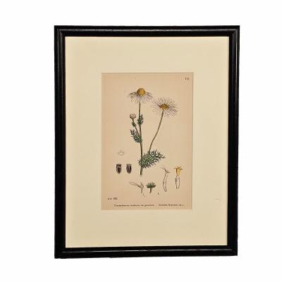 19th Century Cottage Botanical Print of Scentless Mayweed