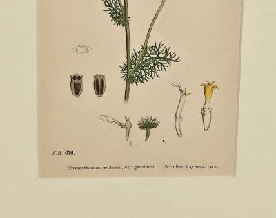 19th Century Cottage Botanical Print of Scentless Mayweed