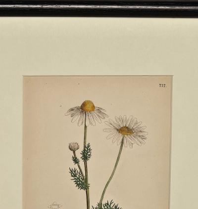 19th Century Cottage Botanical Print of Scentless Mayweed