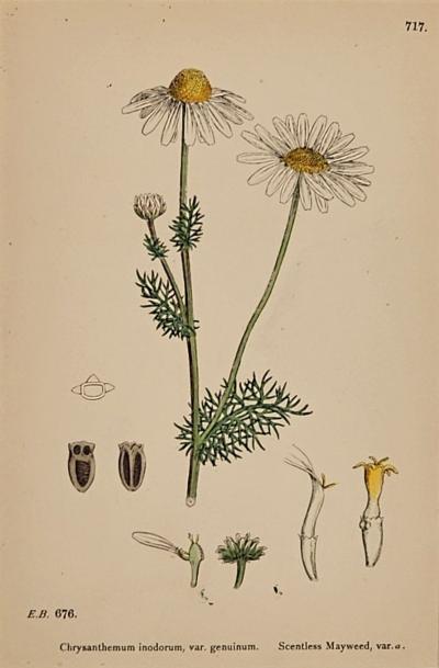 19th Century Cottage Botanical Print of Scentless Mayweed