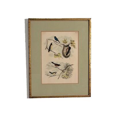 19th Century Engraving of Birds Probably English