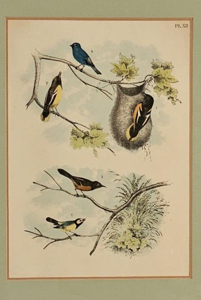 19th Century Engraving of Birds Probably English