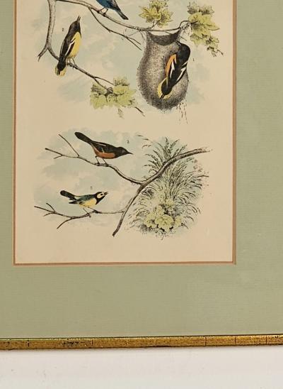 19th Century Engraving of Birds Probably English