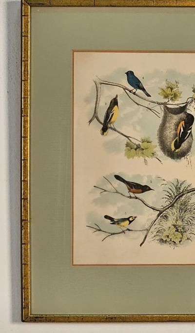 19th Century Engraving of Birds Probably English