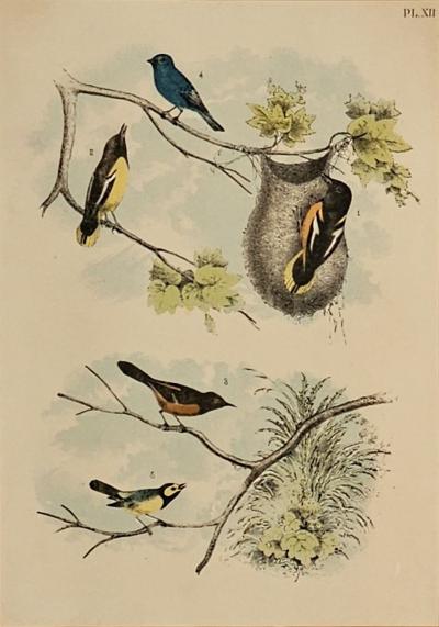 19th Century Engraving of Birds Probably English