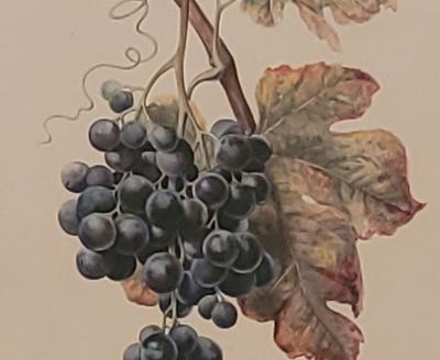 19th Century Hand Colored French Engraving of Grapes